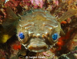 Puffer fish by Jurgen Pesch 